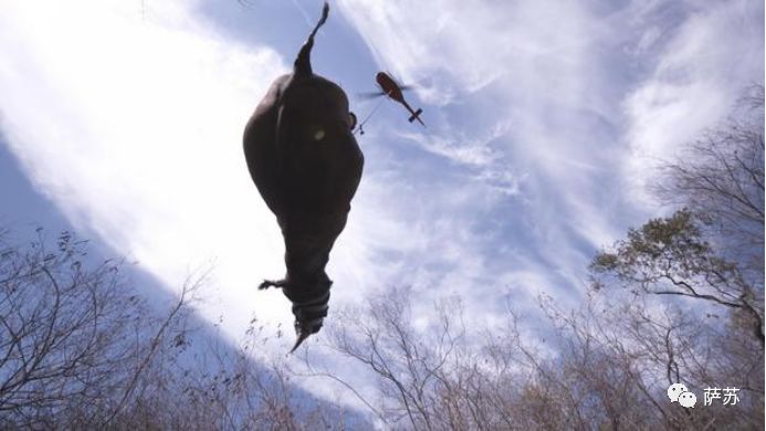 四脚倒挂吊上天运800英里？人类这般虐犀牛，背后的原因听了心酸