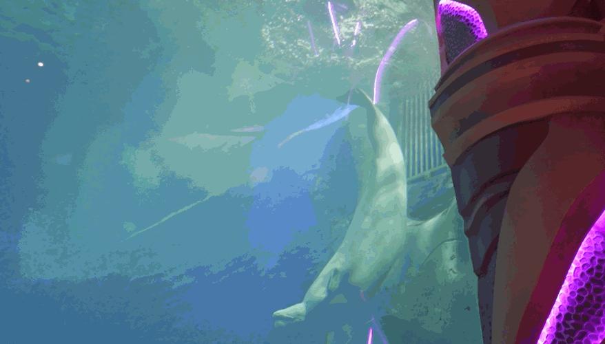 上九天揽月,下五洋捉鳖。看二孩老父亲如何带全家打卡亚特兰蒂斯