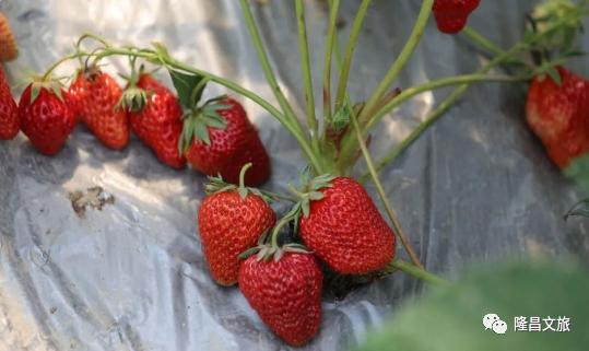 隆昌春光旅游攻略,春光正好多去户外活动