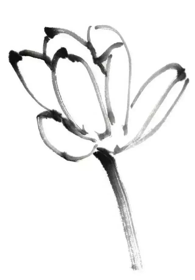 白描荷花的画法图片,如何画荷花白描大片
