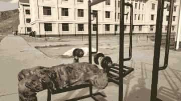 只要哑铃就够了1套动作锻炼全身,一对哑铃练全身二十七个动作图片