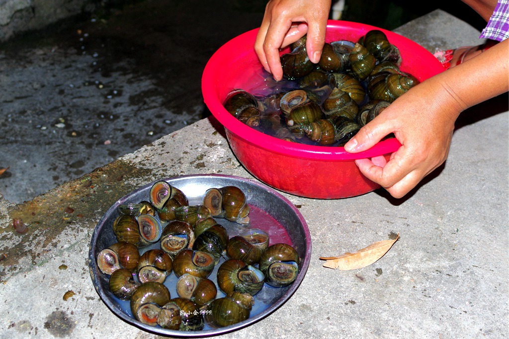 正宗客家田螺汤,潮汕黑暗料理