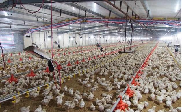 一只鸡只有两条腿,肯德基为什么都是鸡腿鸡翅一对