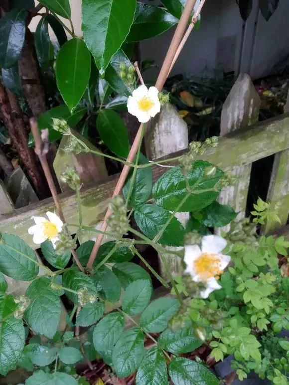 买假花月季,网上买的月季怎么处理