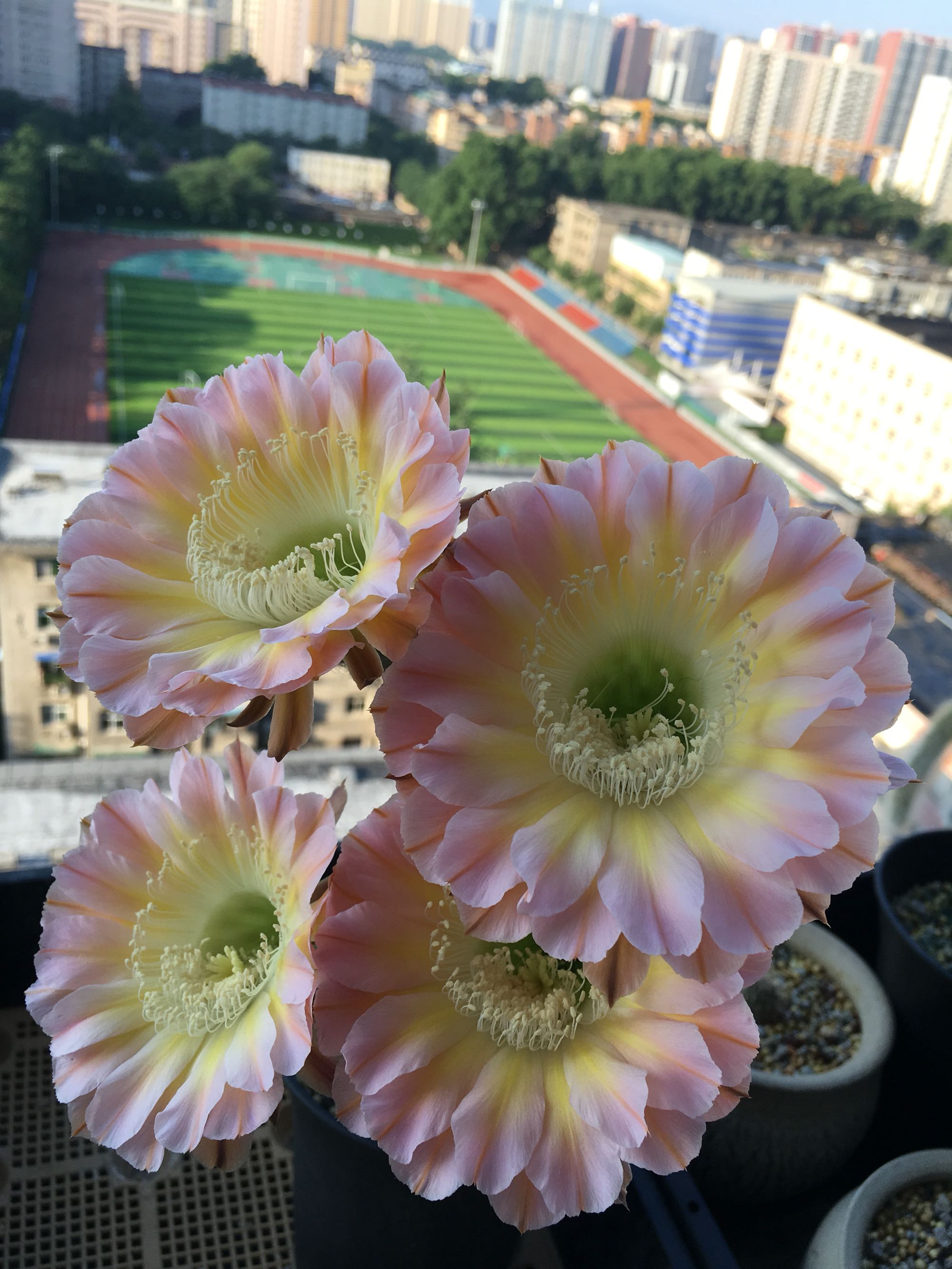 八种会开花的仙人球，每年花开好几次，美丽又好养，新手也能种