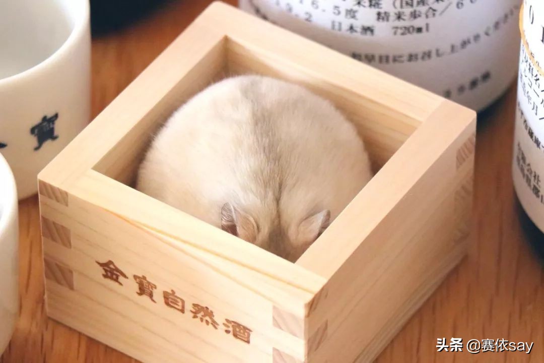 日本推主养了只小仓鼠，又团又圆的样子简直萌炸了！可爱到治愈！