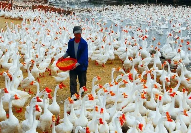 养鹅的好处和投资价值,与人不和劝人养鹅全文