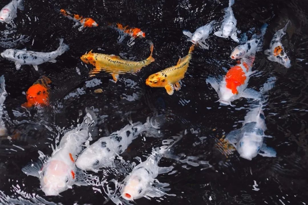 锦鲤的十三个大类名字叫什么,锦鲤十三鳞