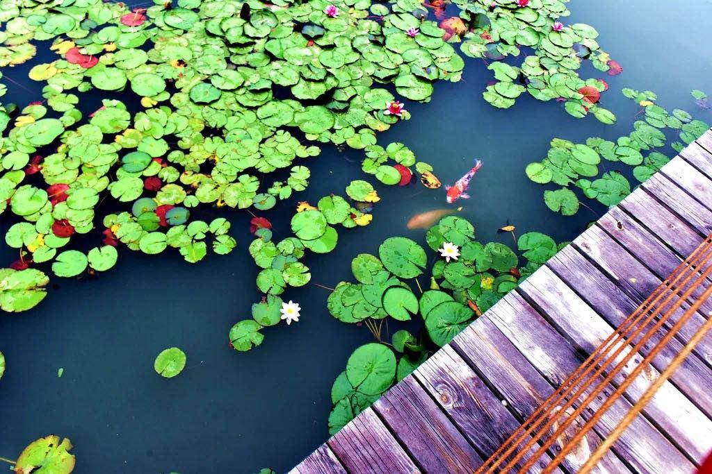 游玩赏荷花景点推荐,国家4a级景区荷花花海介绍