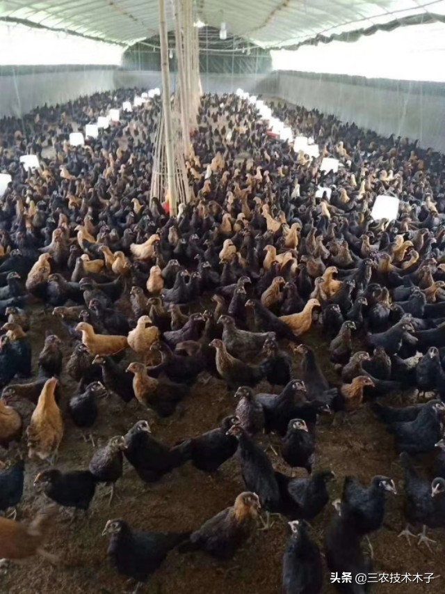 发霉的饲料对鸡的危害,发霉鸡饲料怎样处理还可以喂鸡