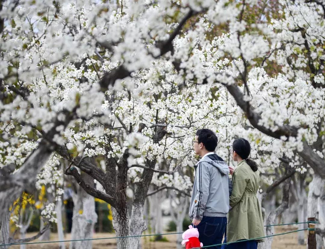 天津桃花堤赏花时间2021,天津桃花堤桃花什么时间开花