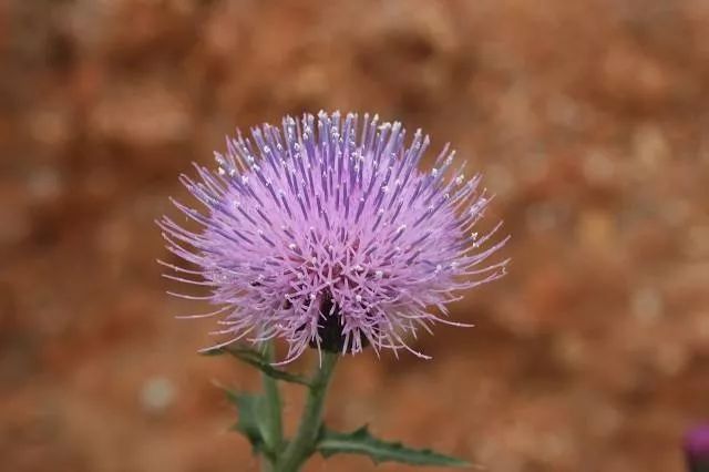 周明华诗词,周明华诗二首全集