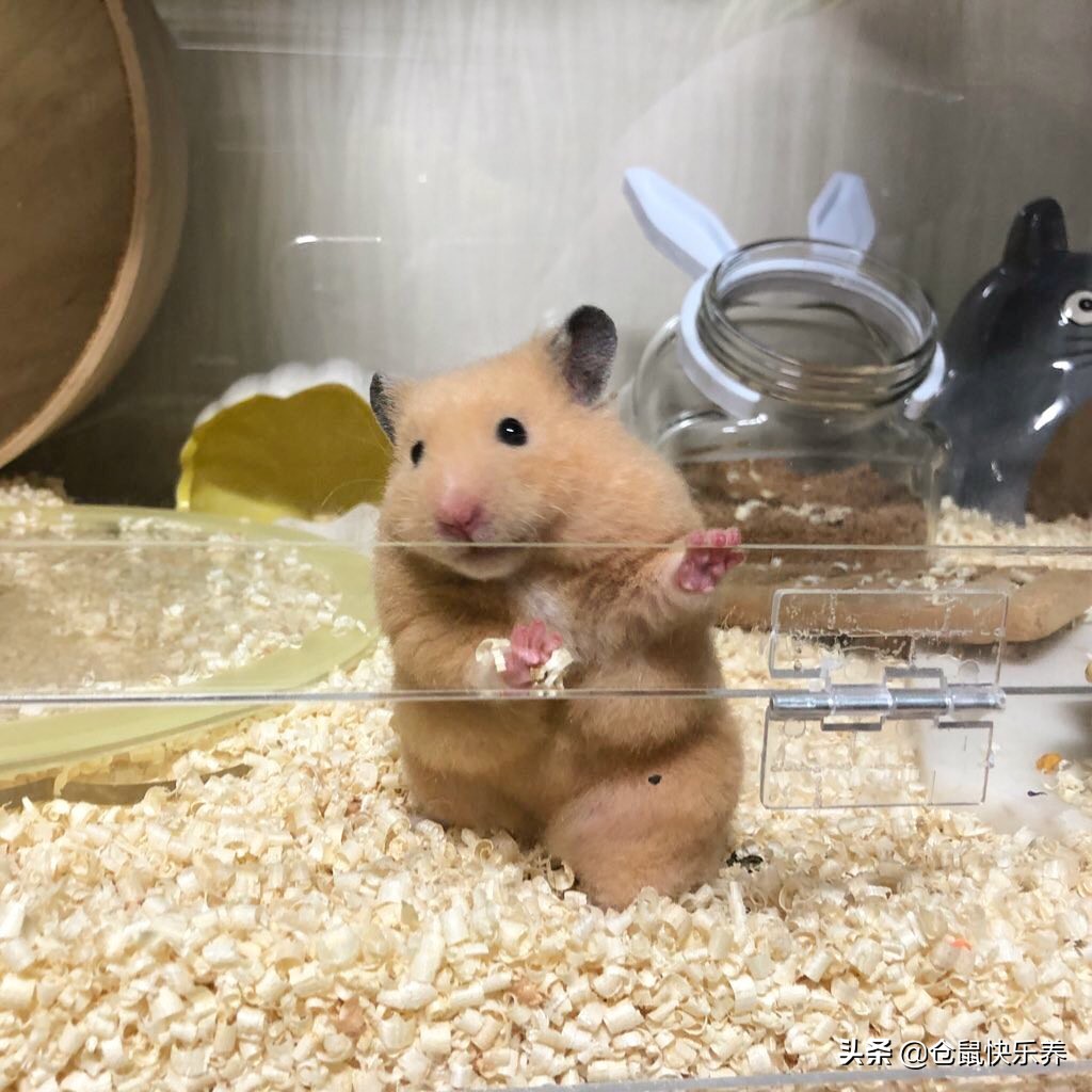 仓鼠身体胖脸瘦什么原因,仓鼠体型非常消瘦突然变胖