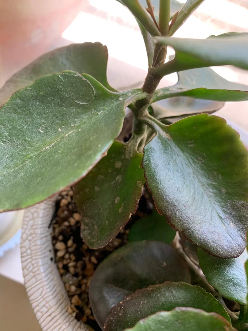 长寿花常见病害及治疗方法,长寿花病害及治疗方法