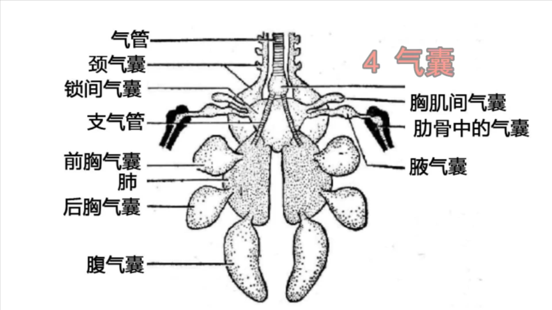 鸽子十大毒素排名,鸽子的毒素在哪里