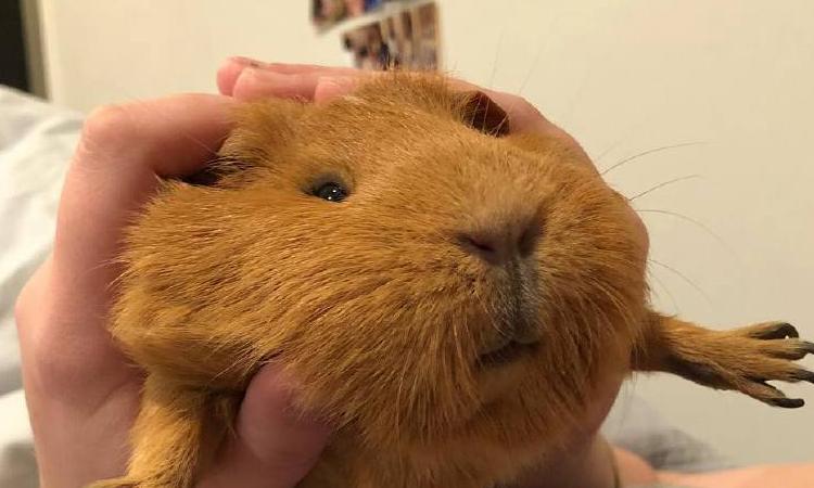 听说过仓鼠，那你见过长毛鼠吗？网友：长得太有气质了