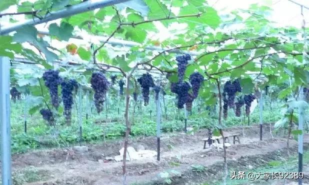 汉源土特产有哪些,汉源才有的美食