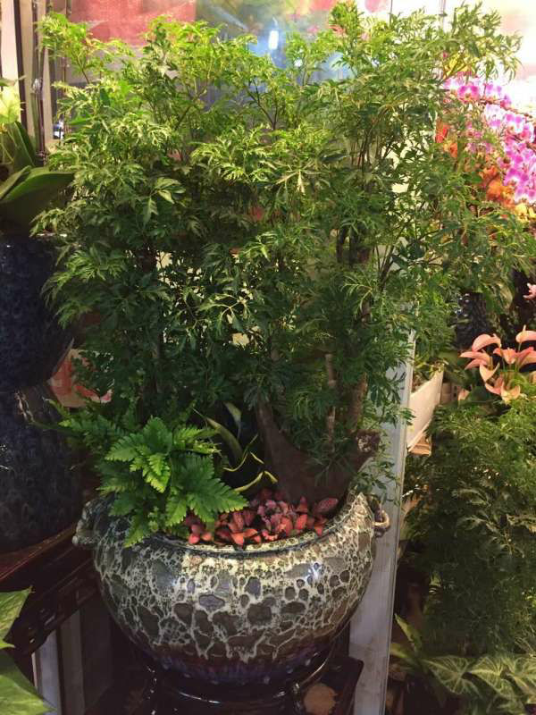 丽姐说花卉全部视频,福禄桐掉叶子发黄怎么补救