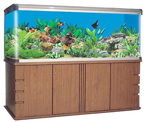 新手客厅鱼缸怎么养鱼,鱼缸养鱼新手入门教程