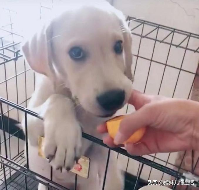 狗狗舔这5个位置，其实是有事情要告诉你，千万别忽视了