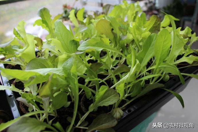 阳台种菜菜长得快怎么办,如何在阳台种菜的方法和技巧