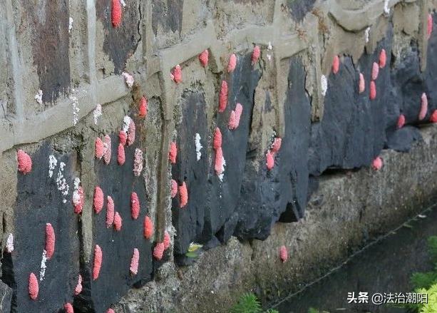 很多食物都有寄生虫,这6种食物或是寄生虫的重灾区