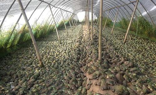 牛蛙会把乌龟吃了么,牛蛙和乌龟