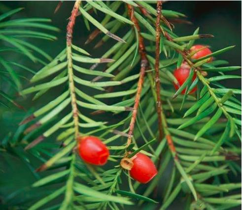 “红豆杉”是什么样子的？终于有点懂了