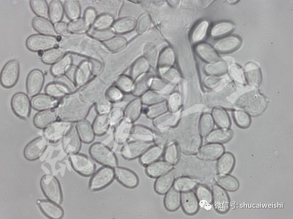 番茄灰霉病高温闷棚需要多少度,番茄灰霉病阴雨天可以打药吗
