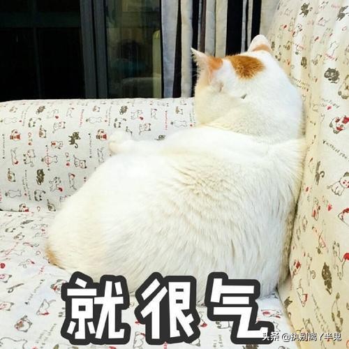 巴洛特利搞笑新闻事件,巴洛特利足球搞笑视频