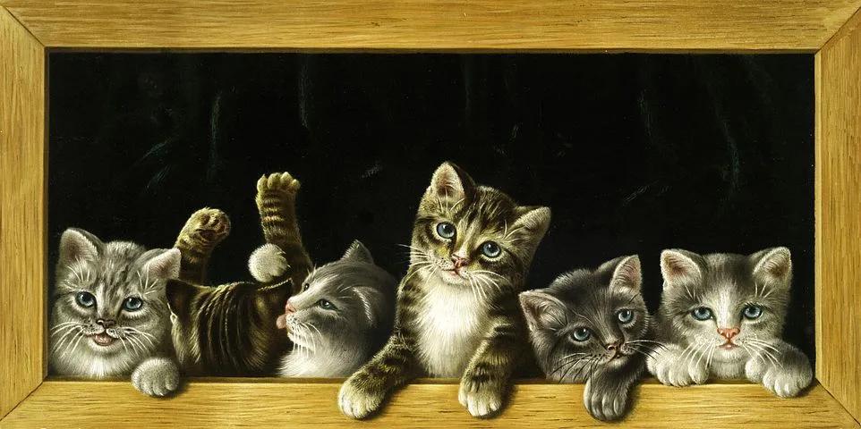 抖音萌宠达人top100盘点,抖音萌宠排名百万