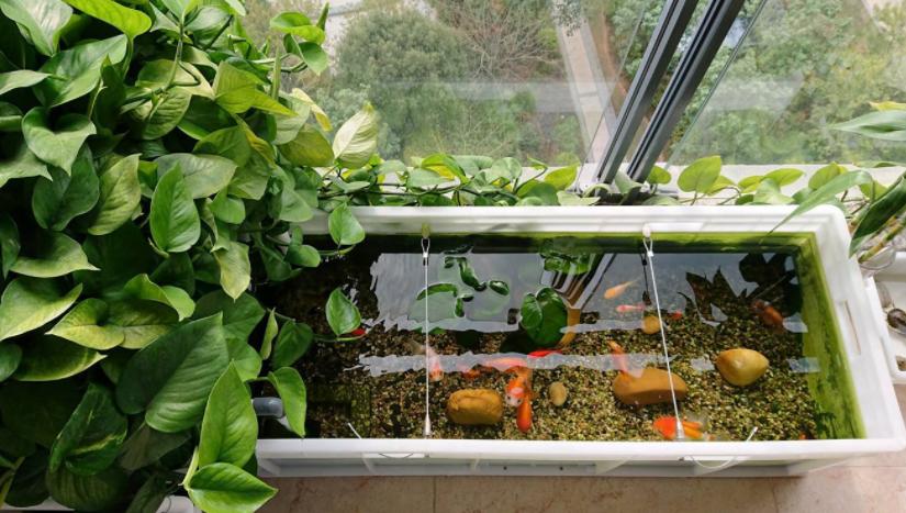 浴缸里种了一颗绿萝水质变好了,鱼缸上面养殖绿萝风水