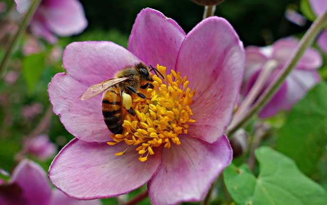 蜂子蛰了多久过危险期,蜜蜂蛰了多久过危险期