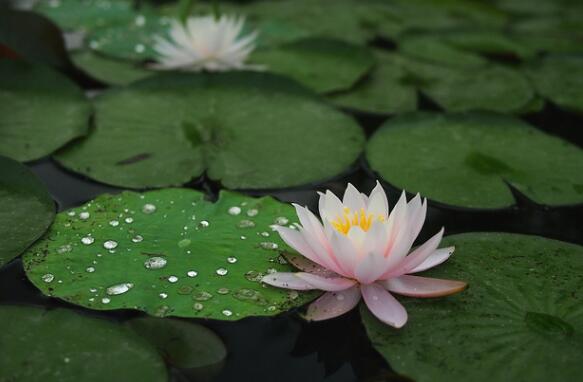 睡莲的水培方法睡莲可以全水养吗,睡莲盆栽种植条件和方法