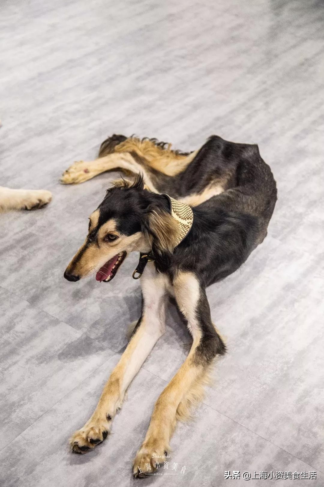 魔都哈士奇体验馆宠物咖啡,魔都哈士奇咖啡馆