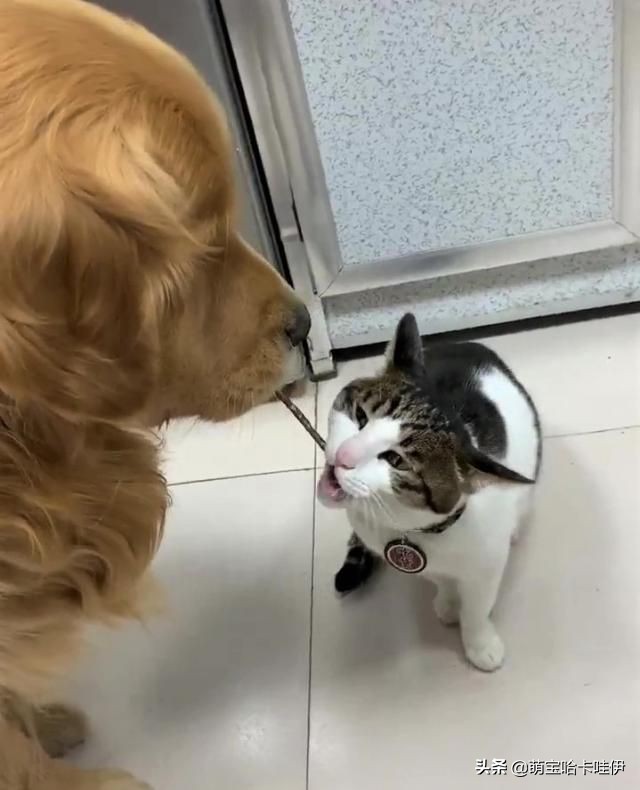 主人说客人来了，金毛整齐排队躲到仓库，连猫也不忘一起叼进去