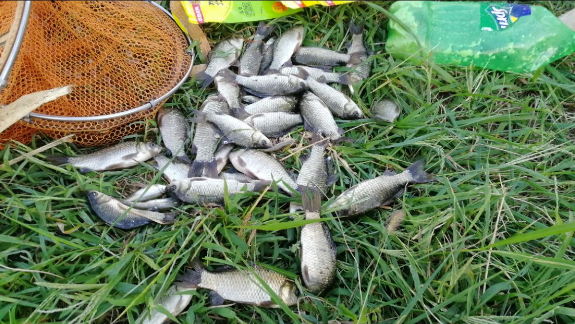 新手钓大鱼必会的技巧,不怕小鱼闹的饵