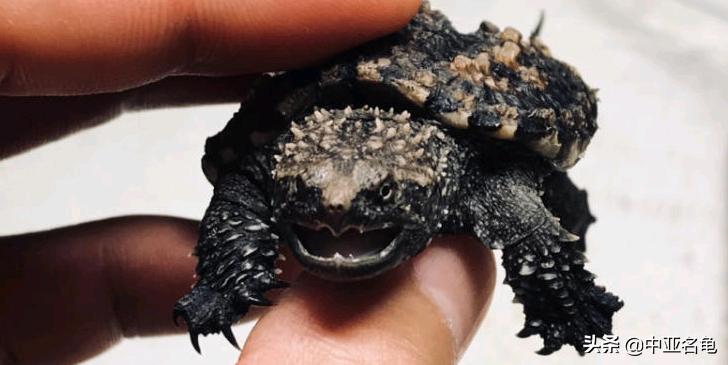 新手养龟快速入门教程,石金钱龟冬天怎么养新手必看