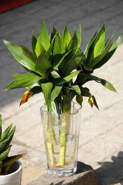 富贵竹与观音竹的区别,富贵竹和观音竹有啥区别