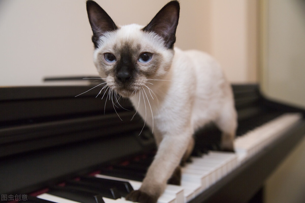 暹罗猫听话吗,暹罗猫懂事