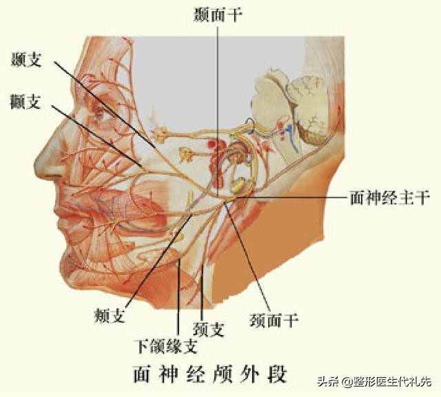 拉皮手术危险吗,做面部拉皮会损伤神经吗