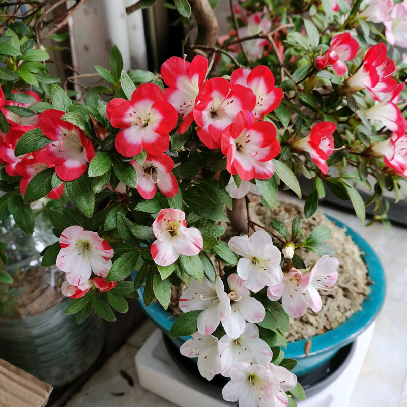 杜鹃花的家养方法,杜鹃花养法