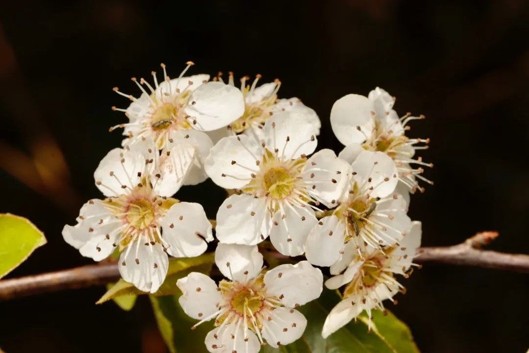 云南人最认同的本地食材,外省人来云南没有见过的菜