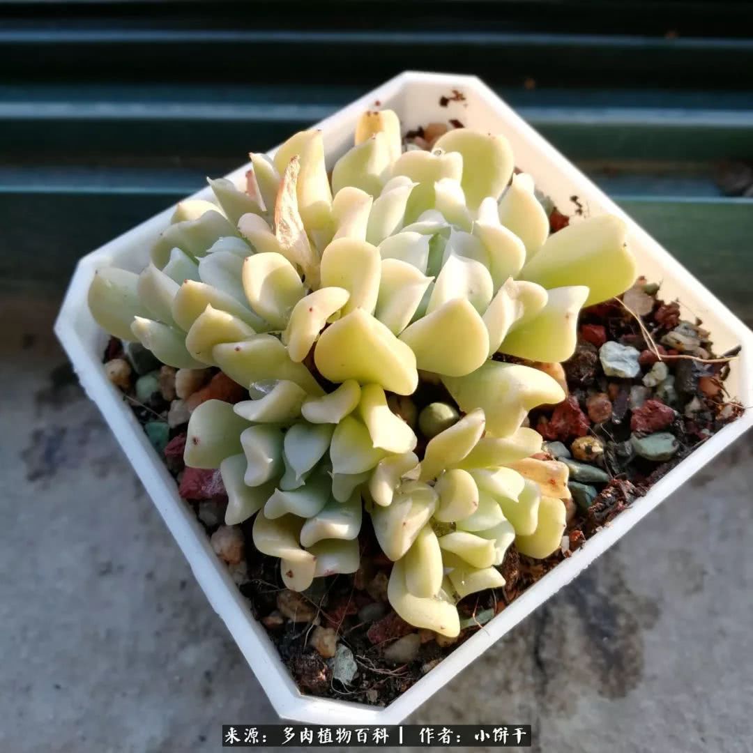 无肉不欢的肉瘾少女，日日沉迷于美色无法自拔！