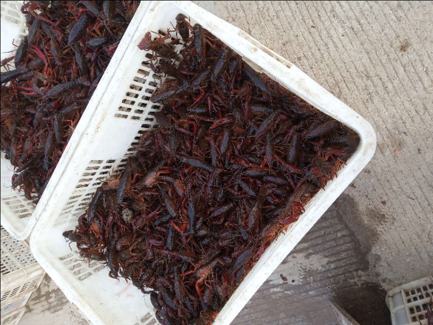 小龙虾洞一般几只龙虾,小龙虾辟谣