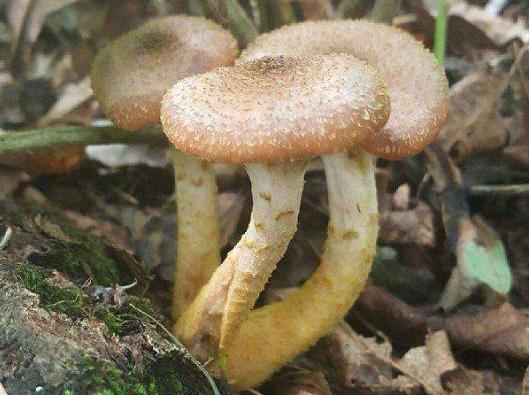 东北名菜小鸡炖蘑菇,东北四大硬菜公鸡炖母鸡