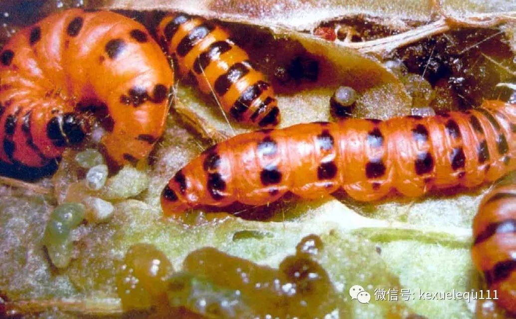 杀死一只兔子的预兆,杀死兔子的方法