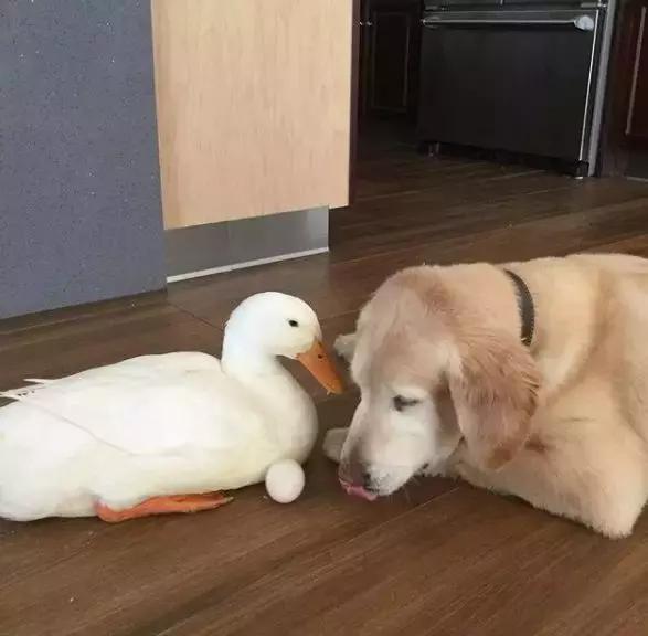 被大鹅欺负的金毛,金毛老是被鸭子欺负