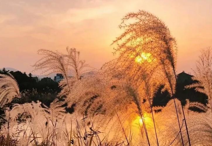 安徽庐江黄道中学张林俊《乐仙集》诗词歌赋之九