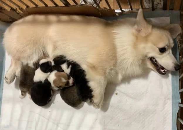 怎样护理狗宝宝,怎么护理狗宝宝